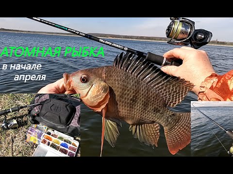 Видео: Поклёки на каждом забросе, да и размер ХОРОШ. Тилапия в начале апреля.