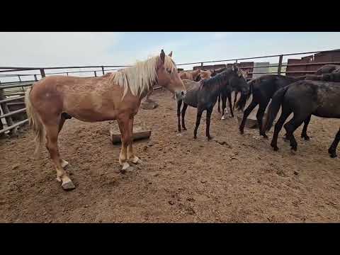 Видео: Біздің ауылдың өрісі