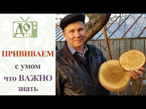 Видео: Про ПРИВИВКИ ПЛОДОВЫХ ДЕРЕВЬЕВ: ОТВЕЧАЮ на ГЛАВНЫЕ ВОПРОСЫ /немного ТЕОРИИ