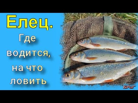 Видео: Елец. Где водится, на что ловить.