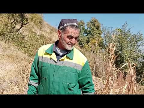 Видео: ЯК ДАКИКА БЕКОР НЕСТ, амаки ПУЛОД. БОГАШРО ТАМОШО КАРДЕМ.