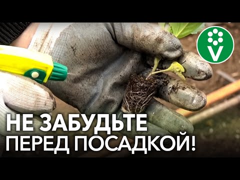 Видео: КАЖДЫЙ КОЧАН КАПУСТЫ БУДЕТ СОЧНЫМ, если перед ее посадкой сделать это!