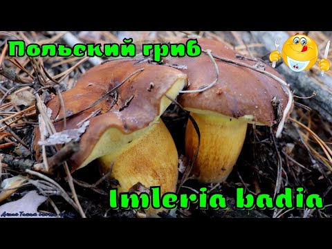 Видео: Польский гриб или Моховик каштановый | Imleria badia