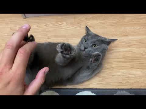 Видео: Кого выбрать кошку или кота?