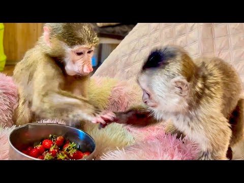 Видео: СМЕШНО! Финик решил СПРЯТАТЬ КЛУБНИКУ от Анфисы, потому что она не хочет с ним делиться!))