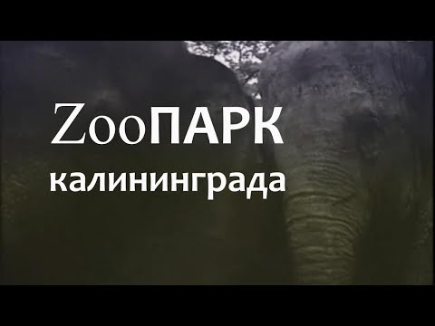 Видео: ZooПАРК калининграда. История в людях.