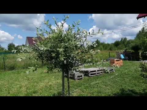 Видео: Мы землевладельцы. Что удалось вырастить на участке за год? Июнь 2023.