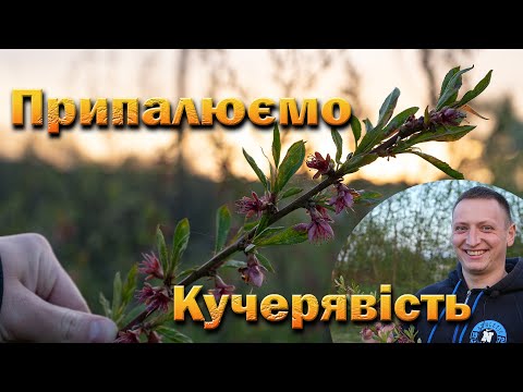 Видео: Проти кучерявості мідьвмісний і системний препарати (Медян, Топсін) це найкращий захист персика
