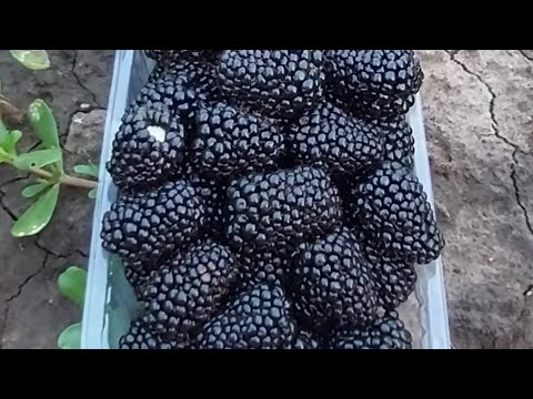 Видео: Блэк Джем 