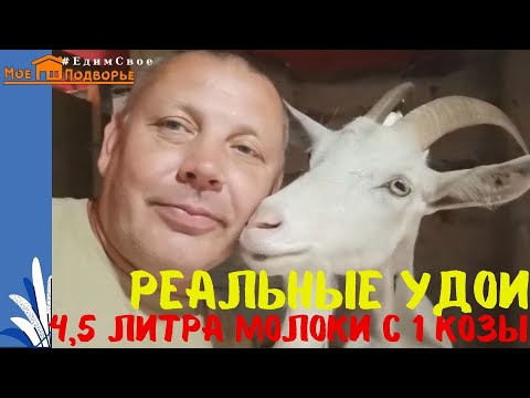 Видео: Сколько молока может дать коза в день. Зааненская порода коз. "Мое Подворье"