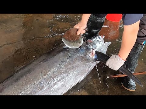 Видео: Как приготовить гигантскую марлинскую рыбу для сашими с помощью специального ножа