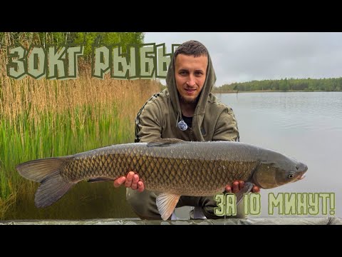 Видео: РЫБАЛКА НА КАРПА В БЕЛАРУСИ. РЫБА НЕ ДАЕТ ПОКОЯ! ТРИПЛЕТ ОДНИМ КАДРОМ.