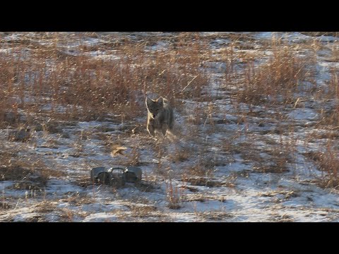 Видео: Потрясающая охота на койотов в Сэндхиллах Южной Дакоты. Охота на хищников: СУПРЕССИОННЫЙ "LUCID"