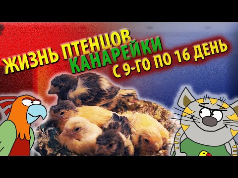 Видео: Жизнь птенцов канарейки с 9 по 16 день I Разведение канареек
