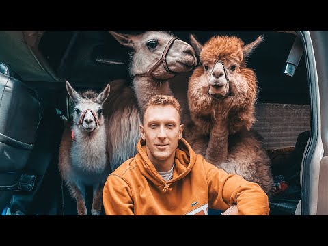 Видео: ЛАМА И АЛЬПАКА - МОИ НОВЫЕ ДОМАШНИЕ ЖИВОТНЫЕ? НАША ГОДОВЩИНА