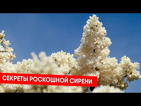 Видео: Секреты роскошной сирени