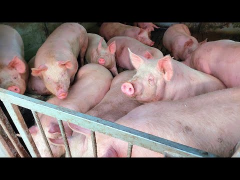 Видео: Дешевий корм=гіморой в жо🤷і та горбяка на спині більше нічого ти незаробиш окрім катяхів...