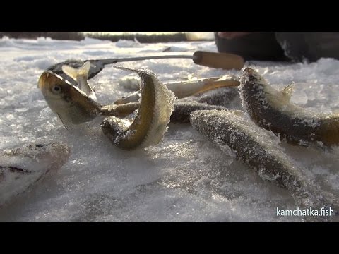 Видео: Рыбалка на Камчатке.Ловля корюшки малоротой