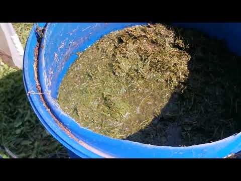 Видео: Време е за подхранване на доматите