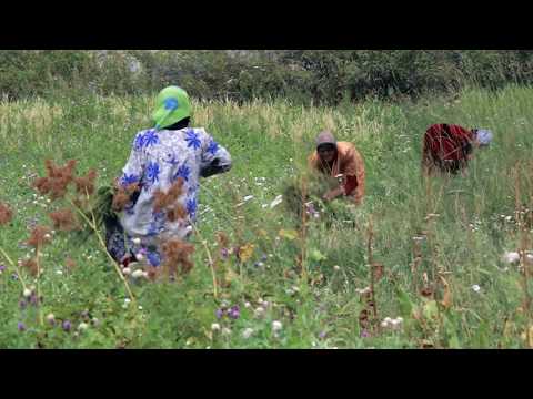 Видео: "Пинайштагӣ сутур" фильм на ягнобском языке