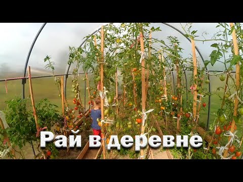 Видео: Женские будни. С урожаем не справиться!
