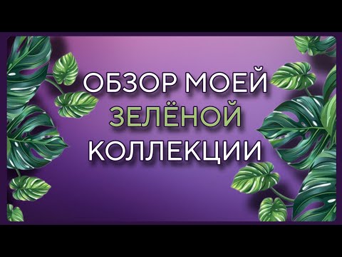 Видео: VLOG: ОБЗОР МОЕЙ ЗЕЛЕНОЙ КОЛЛЕКЦИИ 🌱 ФИКУС ЛИРАТА И БАМБИНО | МОНСТЕРА ЗА 5€ | ЗАМИОКУЛЬКАС |ОРХИДЕИ