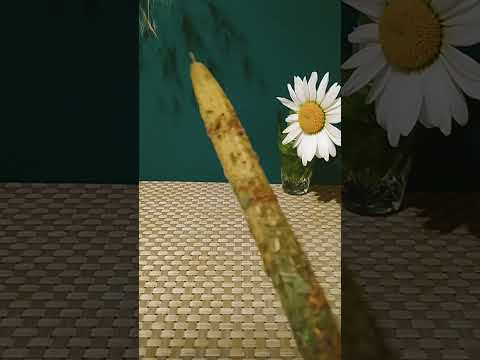 Видео: Солнцестояние🌞 Моно свеча ШАЛФЕЙ