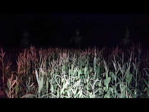 Видео: УРОВЕНЬ 10 - ПШЕНИЧНОЕ ПОЛЕ // ЗАКУЛИСЬЕ