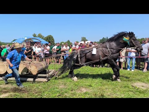 Видео: МАШТАБНІ КІННІ ЗМАГАННЯ/ВИСТАВКА -ЗМАГАННЯ ОГИР ФЕСТ, С СМОДНА/ПЕРШИЙ ДЕНЬ ,ОДНОКІНКА.