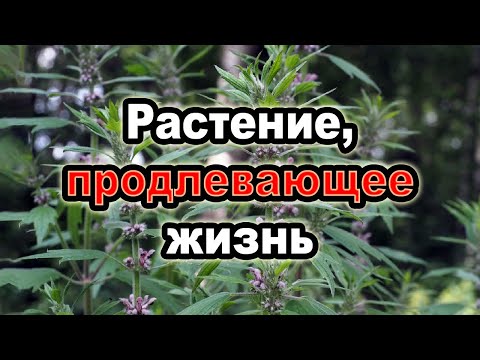 Видео: Пустырник обыкновенный — народные рецепты
