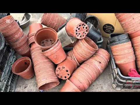 Видео: Как я быстро высадила  много-много цветочной рассады в горшки.