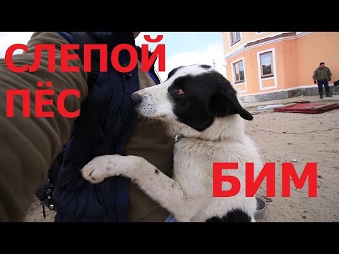Видео: Как я приютил слепую собаку. Его зовут Бим.