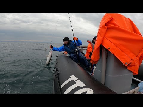 Видео: РЫБАЛКА В СУРОВОМ БАРЕНЦЕВОМ МОРЕ ЛЕТОМ / FISHING IN THE HARSH BARENTS SEA IN SUMMER