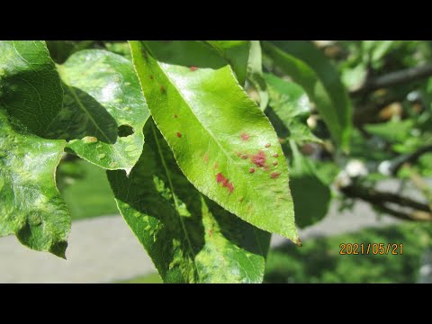 Видео: Обработки летом. ПОЧЕМУ НЕ РАБОТАЛ СКОР В МАЕ.