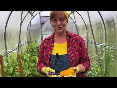 Видео: Лучший перец для теплицы.