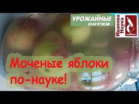 Видео: Моченые ЯБЛОКИ по-новому: без бочки и соломы! Рецепт, доступный всем!!! Мочение груш, слив и вишен.