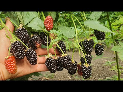 Видео: Это самый лучший сорт ремонтантной Ежевики.Очень крупная ягода.Сорт в который нельзя не влюбиться!!!