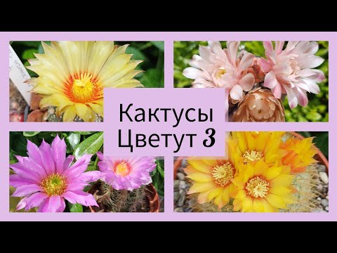 Видео: 2024.Цветут Кактусы.3 серия