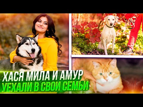 Видео: Хася и Мила уехали в Бельгию. Амур в Москву. Как их встретили хозяева и как они там приживаются?!