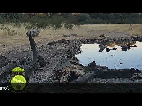 Видео: Ранкові птахи у заповіднику Sendero Vivo (Іспанія)