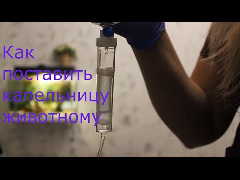 Видео: Как подготовить систему для капельницы собаке и кошке? Важные детали.