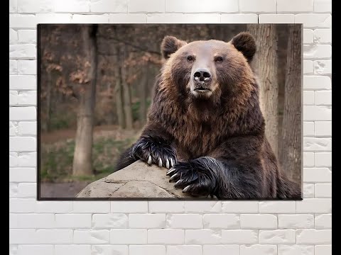 Видео: К. Паустовский. Дремучий медведь - чит. Александр Водяной  (сжат)