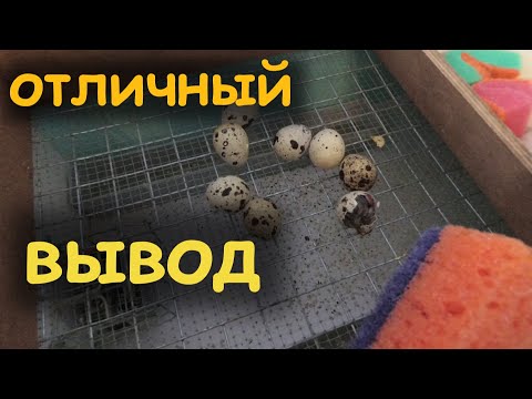 Видео: Результат инкубации в Матрица Дели.Полезные советы при инкубации