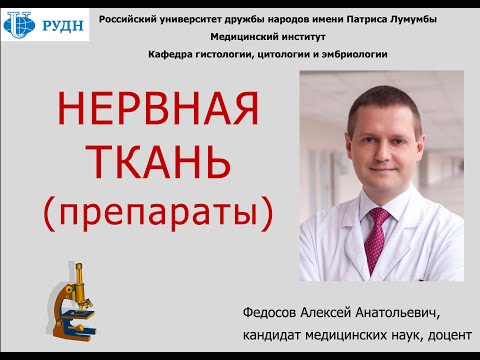 Видео: НЕРВНАЯ ТКАНЬ (ГИСТОЛОГИЧЕСКИЕ ПРЕПАРАТЫ)