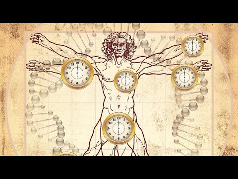 Видео: 8.6.2. Биологическое пространство-время