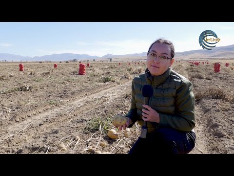 Видео: ТҮЙНЕКТЕН ТАРАЛҒАН ТІРШІЛІК / AGRO АЙМАҚ / 15.10.2025