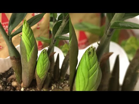 Видео: Доллар гүлінің өскінін ТЕЗ өсіргің келсе осылай ЖАСА❗️#доллар