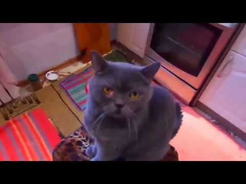 Видео: Ремонт телевизора Sony. Курсы телемастеров.