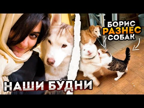 Видео: Борис напал на собак. Алиса берет еду с рук. Играем с алабаем Фредди в догонялки. Веселые будни.