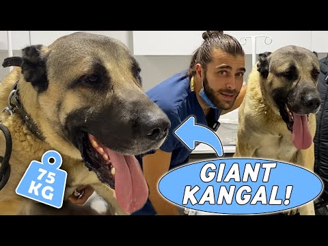 Видео: ГИГАНТСКАЯ ОВЧАРКА КАНГАЛ! (75 кг!) #TheVet